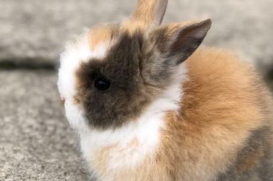 宠物兔子多少钱一只市场价，在哪里有卖的