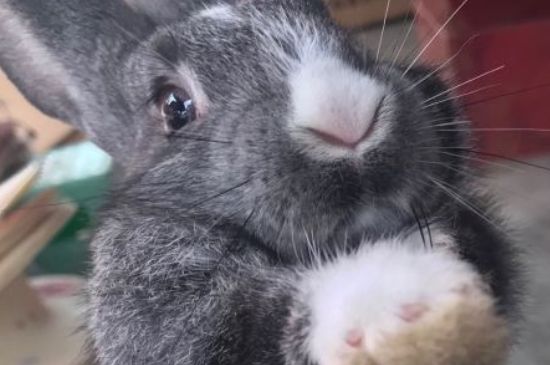 宠物兔子多少钱一只市场价，在哪里有卖的