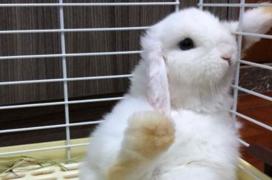宠物兔子多少钱一只市场价，在哪里有卖的