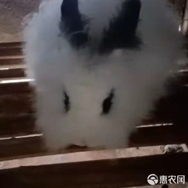 侏儒兔 【宠物兔】迷你兔，道奇，垂耳兔，猫猫兔，大型宠物兔