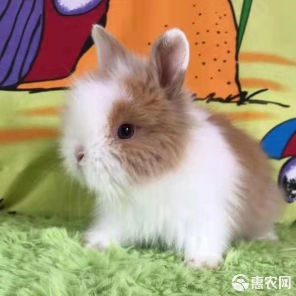 侏儒兔 【宠物兔】迷你兔，道奇，垂耳兔，猫猫兔，大型宠物兔