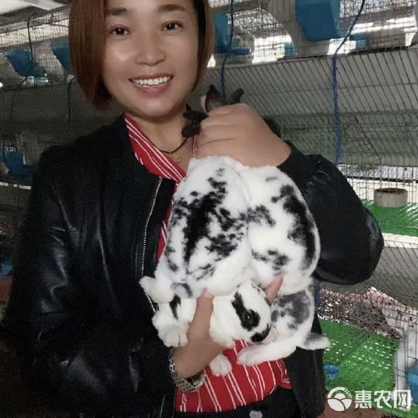 侏儒兔 【宠物兔】迷你兔，道奇，垂耳兔，猫猫兔，大型宠物兔