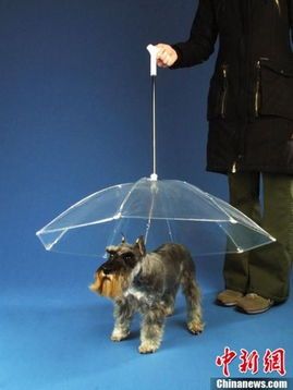 宠物狗遮荫伞怎么用的啊