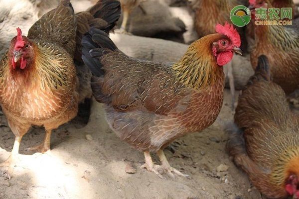 养鸡一天吃多少饲料？-图片版权归惠农网所有