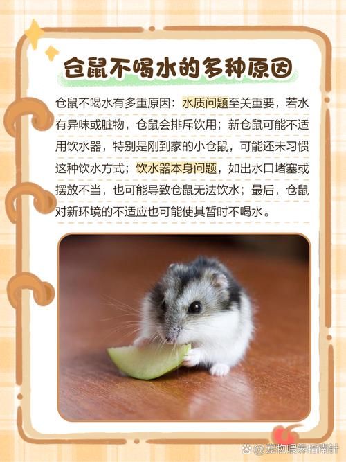 仓鼠不给吃喝能活几天，别断水粮，缺水危险，假死要急救