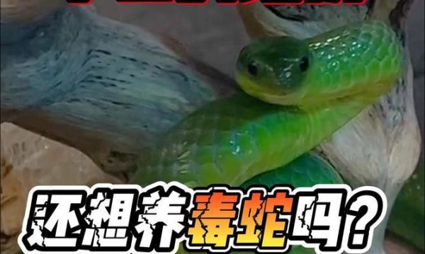 选择适合养殖的毒蛇（毒蛇养殖指南及饲养要点）