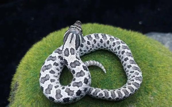 选择适合养殖的毒蛇（毒蛇养殖指南及饲养要点）