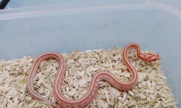 选择适合养殖的毒蛇（毒蛇养殖指南及饲养要点）