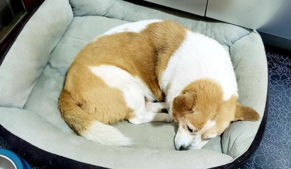 宠物狗的粗粮饮食要点（了解狗狗所需的粗粮和饮食习惯，让它吃得健康快乐）