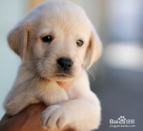 宠物狗该怎么生活起来的