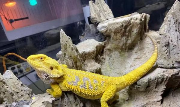 适合新手饲养的五种蜥蜴（蜥蜴价格、生活习性和饲养方式一览）