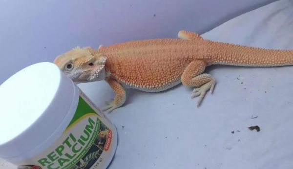 适合新手饲养的五种蜥蜴（蜥蜴价格、生活习性和饲养方式一览）