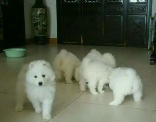 宠物狗怎么养的健康一点