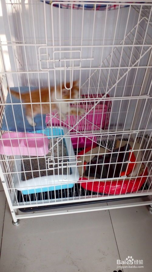 怎么免费更换宠物猫笼子