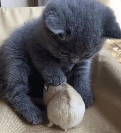 小宠物猫笼子怎么选择