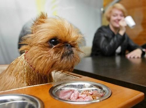 狗狗吃阿莫西林，遵医嘱，不宜久服。