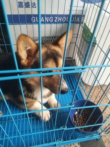 【狗打针】你知道狗狗几个月该打针吗打针费用多少