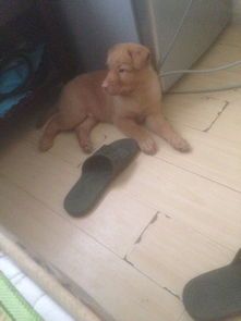 狗几个月打针多少钱 狗狗几个月打疫苗要打几次疫苗