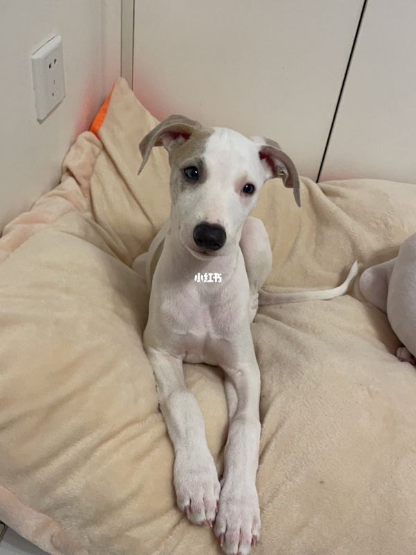 狗狗训练学校打狗狗吗_响片100狗狗教养训练_狗狗训练狗狗