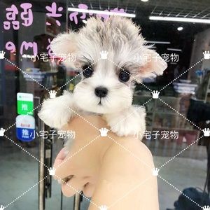 响片100狗狗教养训练_狗狗训练学校打狗狗吗_狗狗训练狗狗