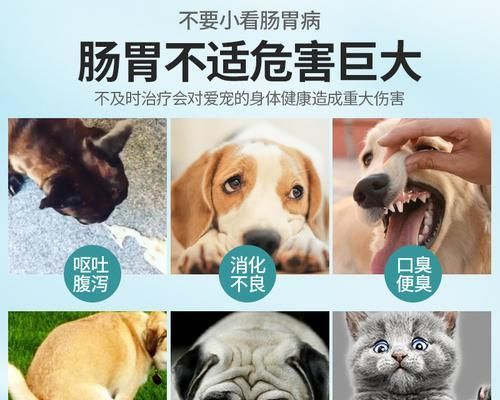 狗狗拉稀消化不好怎么办（针对宠物常见问题）