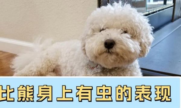 比熊犬的驱虫时间和打针频率（关于比熊犬驱虫和疫苗接种的常见问题解答）