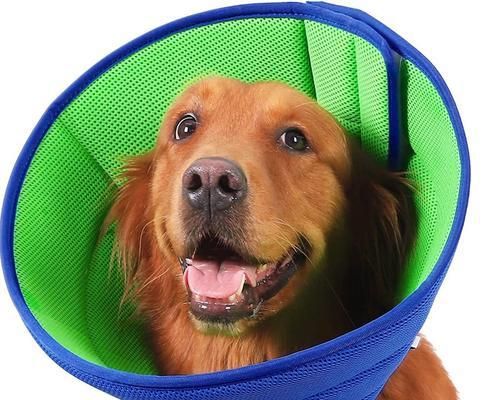 比熊犬的驱虫时间和打针频率（关于比熊犬驱虫和疫苗接种的常见问题解答）