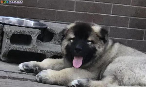 高加索犬常见问题解答（宠物爱好者必看！掌握高加索犬的这些知识，让你与爱宠更亲近！）