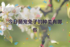 今日萌宠兔子的种类有哪些