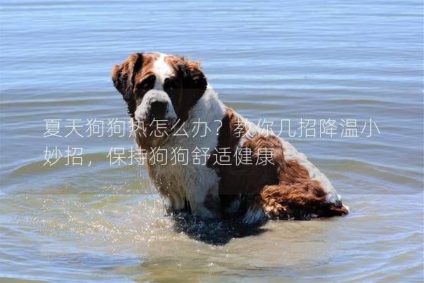 夏天狗狗热怎么办？教你几招降温小妙招，保持狗狗舒适健康