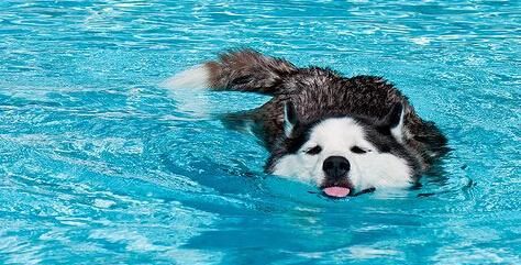 如何让狗狗夏季不中暑?