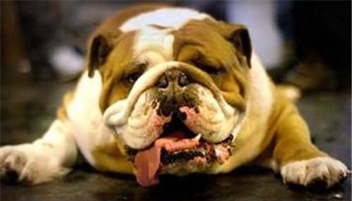 如何让狗狗夏季不中暑?