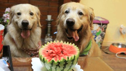 如何让狗狗夏季不中暑?