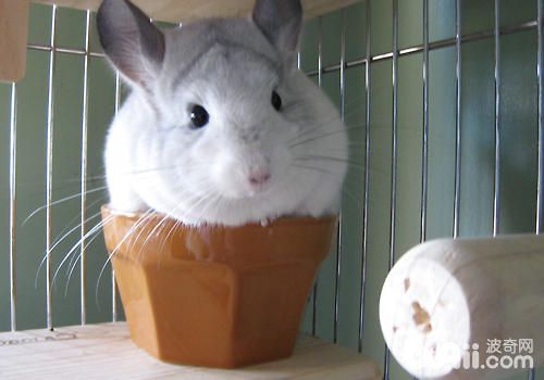 夏季如何为了龙猫降温防暑