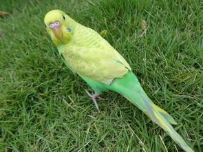 宠物虎皮鹦鹉夏日防暑攻略