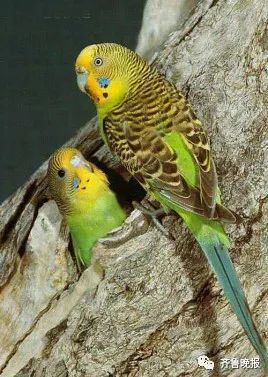 宠物虎皮鹦鹉夏日防暑攻略