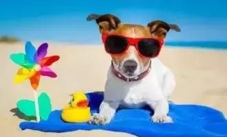 夏天宠物：如何给宠物度过炎热的夏天？清凉夏日必备：宠物防暑指南