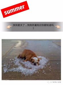 夏天宠物：如何给宠物度过炎热的夏天？清凉夏日必备：宠物防暑指南