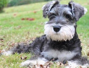 雪纳瑞干狗粮更换指南：轻松搞定宠物营养升级！