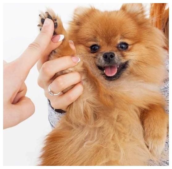 博美健康指南：营养需求与狗粮更换