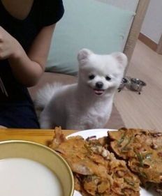 博美健康指南：营养需求与狗粮更换