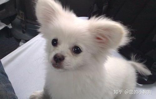 宠物换粮后食欲不振，怎么办？