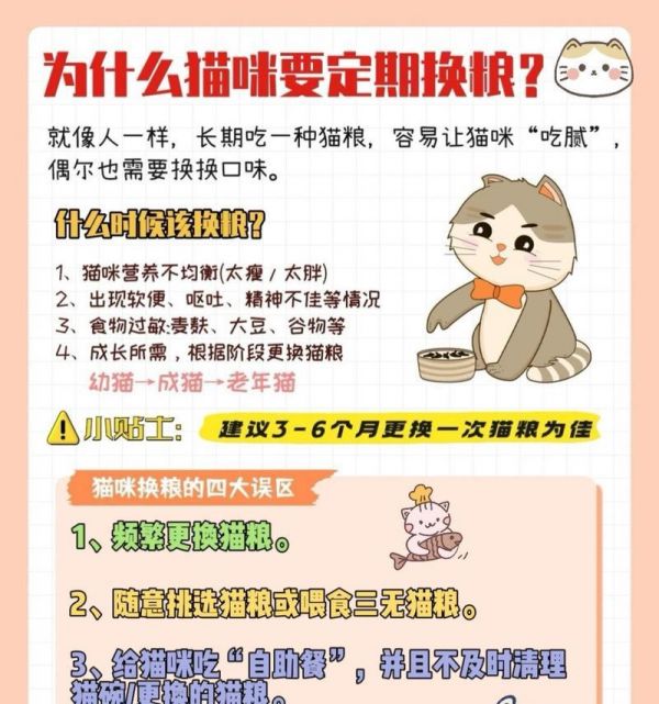 更换猫粮时应该注意哪些细节？
