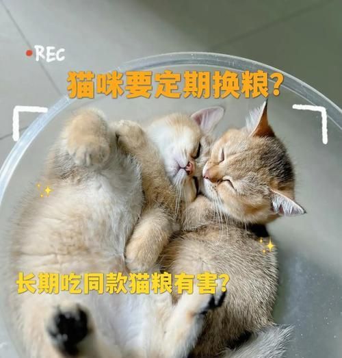 更换猫粮时应该注意哪些细节？