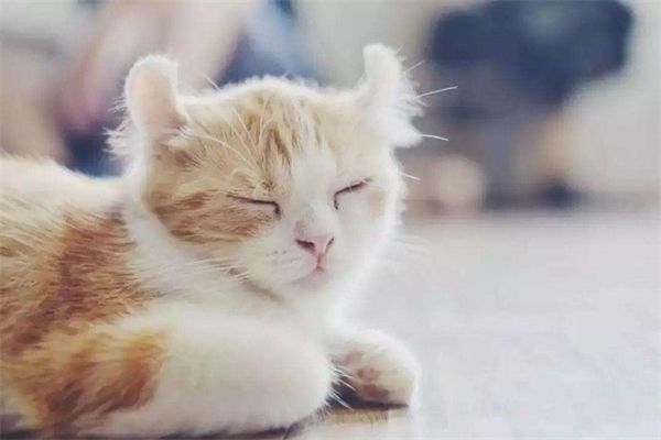 何时更换幼犬粮比较好