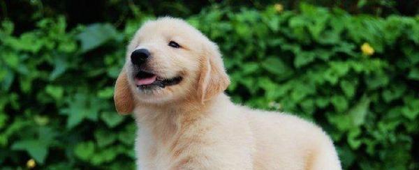 如何给金毛犬提供健康的饮食（金毛犬的饮食要点和饮食计划）