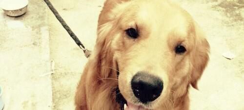 如何给金毛犬提供健康的饮食（金毛犬的饮食要点和饮食计划）