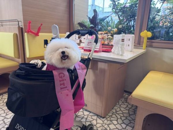 宠物友好主题店内