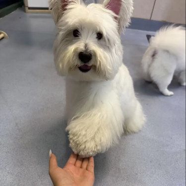 带着毛孩子体检的一天