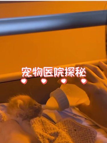 宝藏宠物医院！专业又暖心，宠物的健康守护者